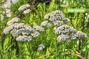 Herbal First Aid for Outside Fun: Bumps, Bruises, and Abrasions